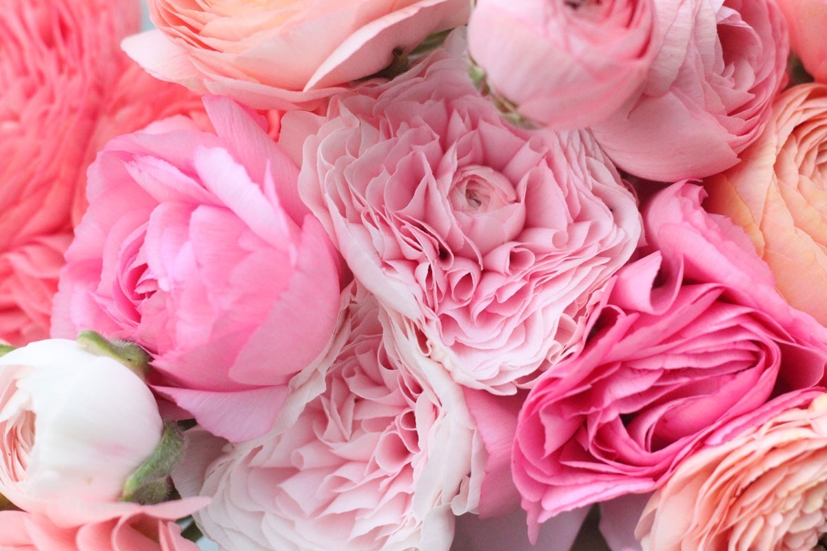 spring pastel ranunculus