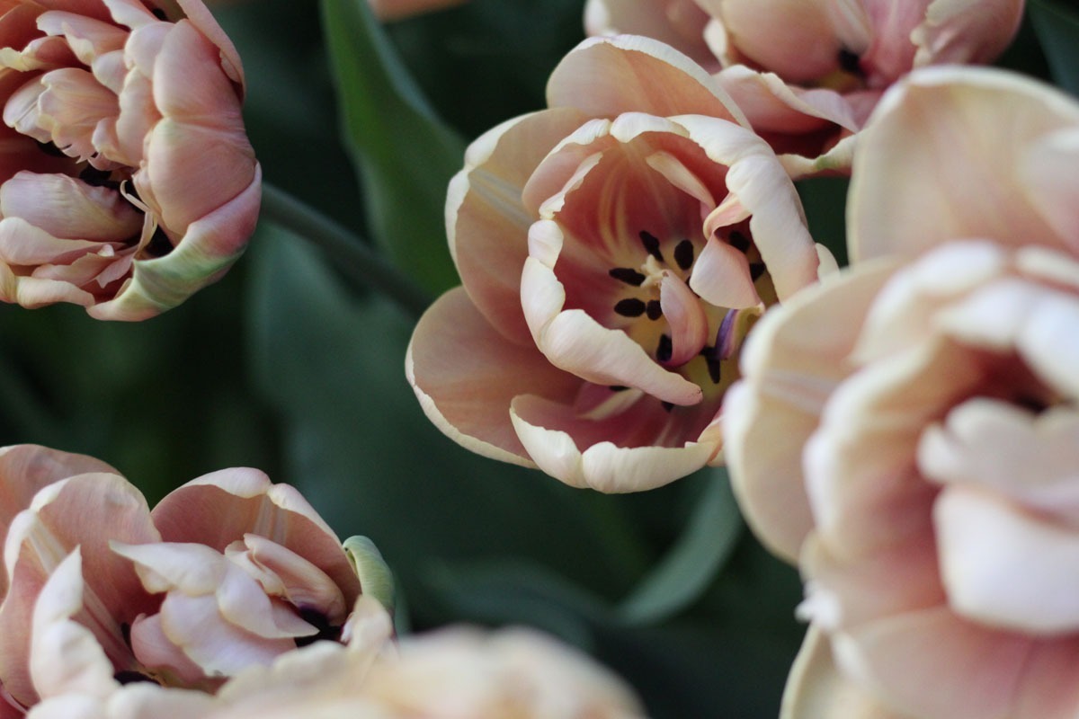 belle époque tulip